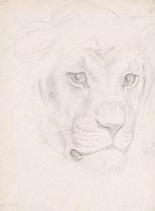 Head Of A Lioness 1 — John Frederick Lewis