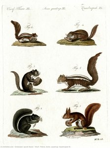 Vierf. Thiere, Anim. quadrup, Quadruped XL