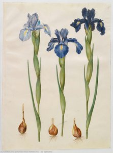 Iris xiphioides