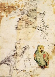 Study Of A Parrot And Other Birds — Giovanni Da Udine, Renaissance