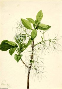 Fringe Tree (chionanthus Virginica) — Mary Morris Vaux Walcott