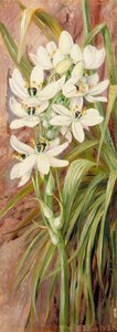 Star Of Bethlehem From Algiers — Marianne North