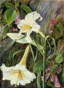 The Great Lily Of Nainee Tal, In North India — Marianne North, Victorian Botanical Painting