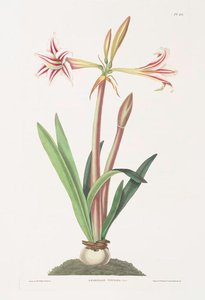 Amaryllis Vittata — Robert Havell