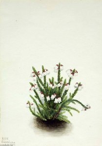Rocky Mountain Cassiope (cassiope Mertensiana) — Mary Vaux Walcott