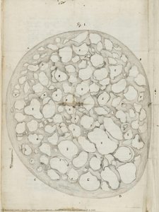 Section Of The Optic Nerve Of A Cow — Antonie Van Leeuwenhoek