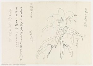 Michelia — Xie Zhiliu