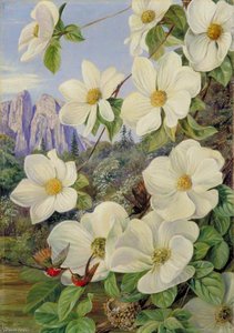 Foliage And Flowers Of The Californian Dogwood, And Humming Birds — Marianne North