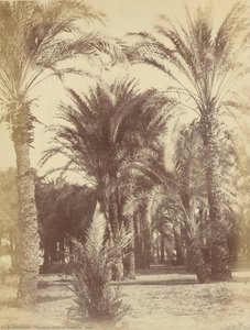 Gous — Théodule Charles Devéria