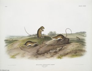 Meriones Americanus, Jumping Mouse — John James Audubon