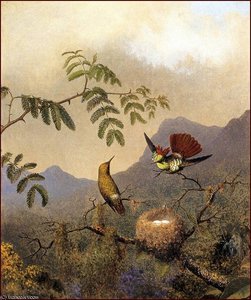 Frilled Coquette — Martin Johnson Heade
