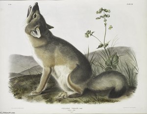 Vulpes Velox, Swift Fox. Natural Size. Male — John James Audubon