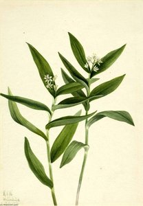 Star Solomonplume (vagnera Stellata) — Mary Vaux Walcott