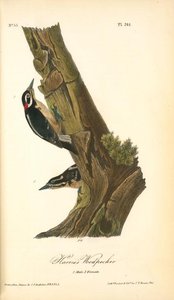 Harris's Woodpecker. 1. Male. 2. Female — John James Audubon