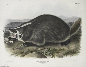 Meles Labradoria, American Badger. Natural Size — John James Audubon