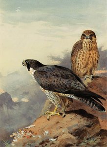 A Pair Of Peregrines — Archibald Thorburn, Contemporary Realism
