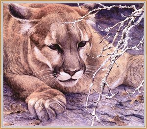 At the ready - cougar