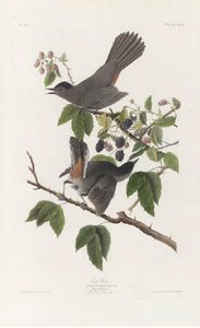 Cat Bird — Robert Havell