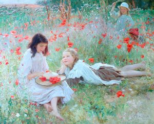 Poppies
