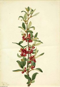 Canada Buffaloberry (lepargyrea Canadensis) — Mary Vaux Walcott