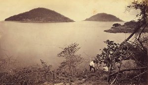 Perico And Flamenco From Island Of Naos, Panama — Eadweard J Muybridge