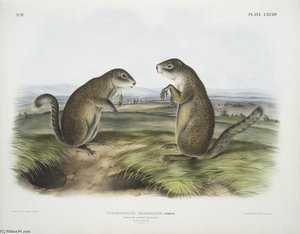 Spermophilus Franklinii, Franklin's Marmot Squirrel — John James Audubon