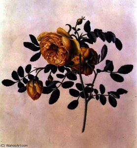 Rosa hemispherica
