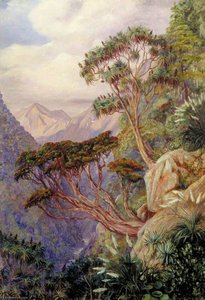 View Of The Otira Gorge, New Zealand — Marianne North, Victorian Botanical Painting