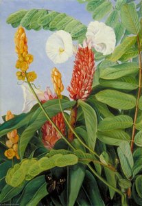Two Swamp Plants Of Java In Flower — Marianne North