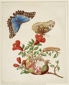 Pomegranate And Menelaus Blue Morpho Butterfly — Maria Sybilla Merian, Baroque Botanical Illustration