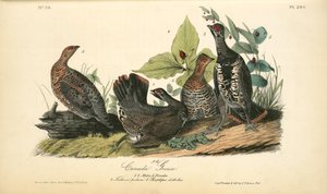 Canada Grouse. 1. 2. Males. 3. Females. (4. Trillium Pictum. 5. Streptopus Distortus.) — John James Audubon