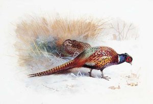 A Pair Of Pheasants — Archibald Thorburn