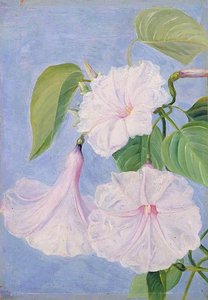 Flowers Of A Shrubby Convolvulus, Jamaica — Marianne North
