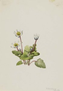 Elkslip (caltha Leptosepala) — Mary Vaux Walcott, Botanical Illustration