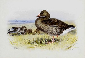 Greylag Goose — Archibald Thorburn