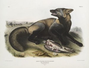 Canis (vulpes) Fulvus, American Cross-fox. 7.8 Natural Size. Male — John James Audubon