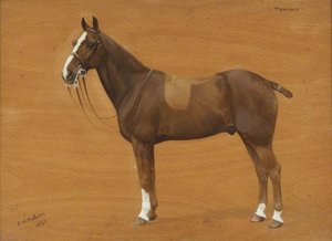 'tommy', A Bay Pony — Florence Mabel Hollams, Contemporary Realism
