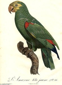 Amazona Ochrocephala