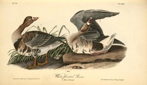 White-fronted Goose. 1. Male. 2. Female — John James Audubon