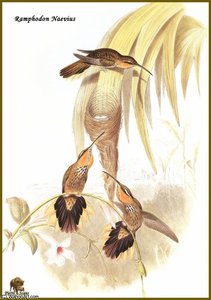 colibri tachete