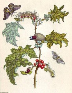 From Metamorphosis Insectorum Surinamensium — Maria Sybilla Merian