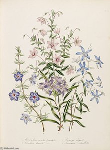 The Ladies' Flower-garden Of Ornamental Annuals — Jane Loudon