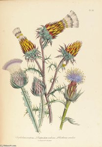 The Ladies' Flower Garden - (12) — Jane Loudon