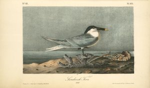 Sandwich Tern. Adult — John James Audubon
