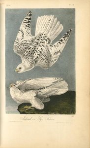 Iceland Or Gyr Falcon — John James Audubon
