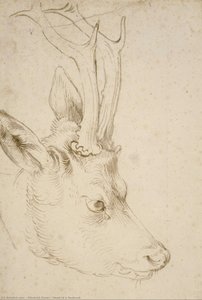Head Of A Roebuck — Albrecht Dürer