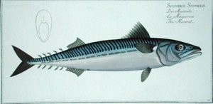 Mackerel (scomber Scomber) Plate Liv From 'ichthyologie, Ou Histoire Naturelle Generale Et Particuli