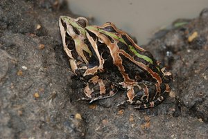 Hildebrandtia ornata, couple, 2007-5, Pendjari National Park, Benin