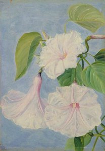 Flowers Of A Shrubby Convolvulus, Jamaica — Marianne North