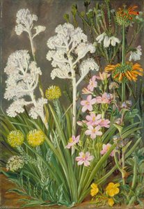 The Wool Flower Of South Africa And Some Others — Marianne North